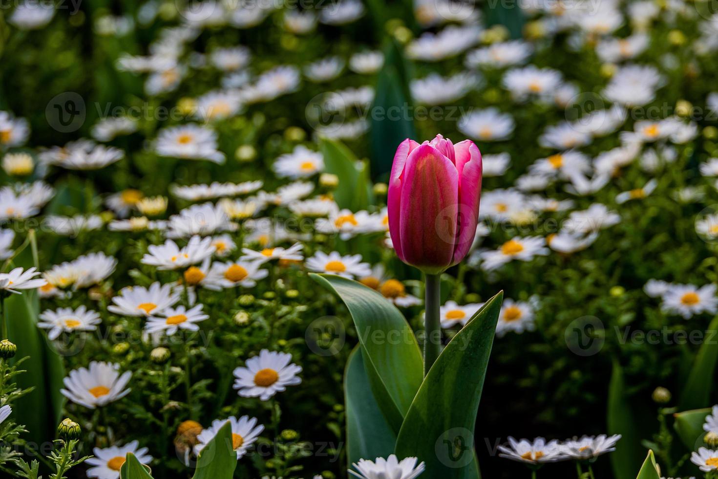 tulip on a background of white daisies in a park garden on a spring day photo