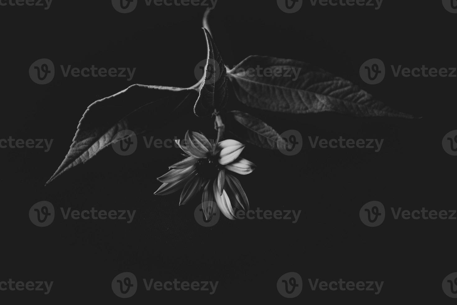 mysterious autumn flower on a black background in a delicate spot light photo