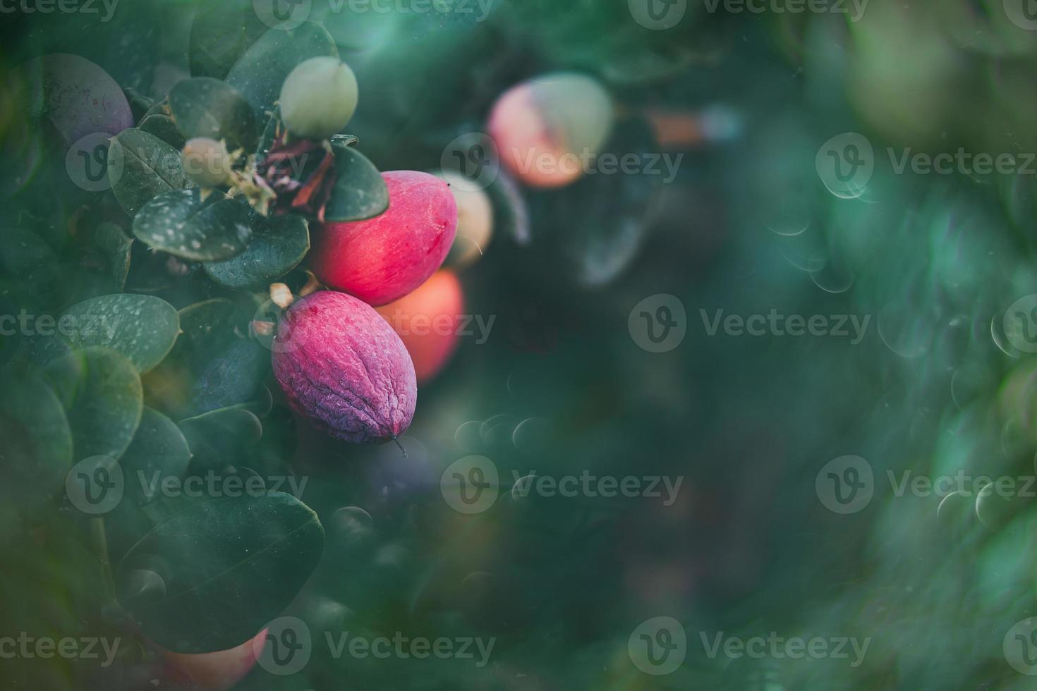 red fruit on the vine on a green background in the park photo