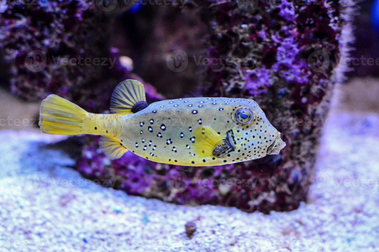 Fishes in the aquarium photo