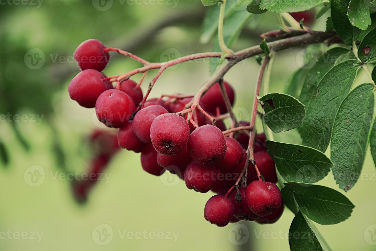 autumn small red wild ornamental fruits on green trees photo