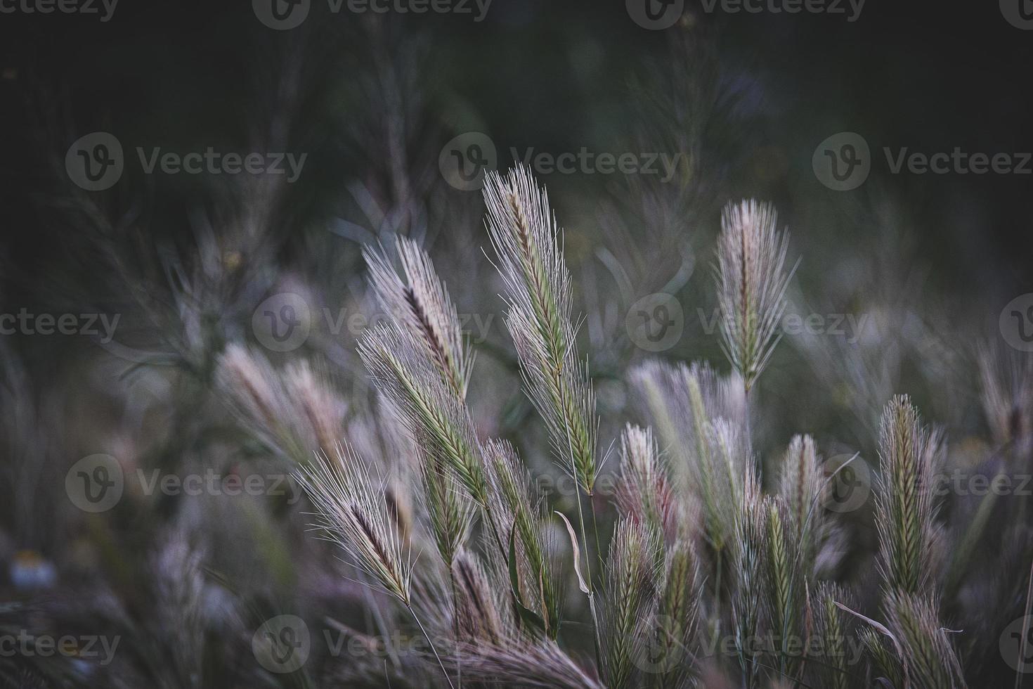 green wheat in closeup on a farmer's field in spring day photo