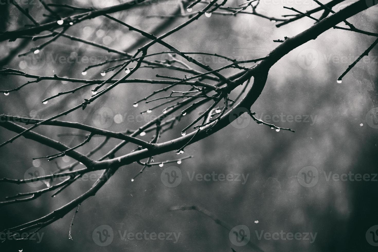 autumn plants with drops of water after the November freezing rain photo