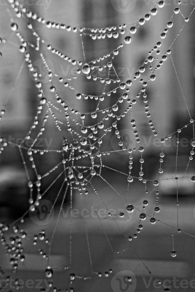 autumn spider web in the fog on a plant with droplets of water photo