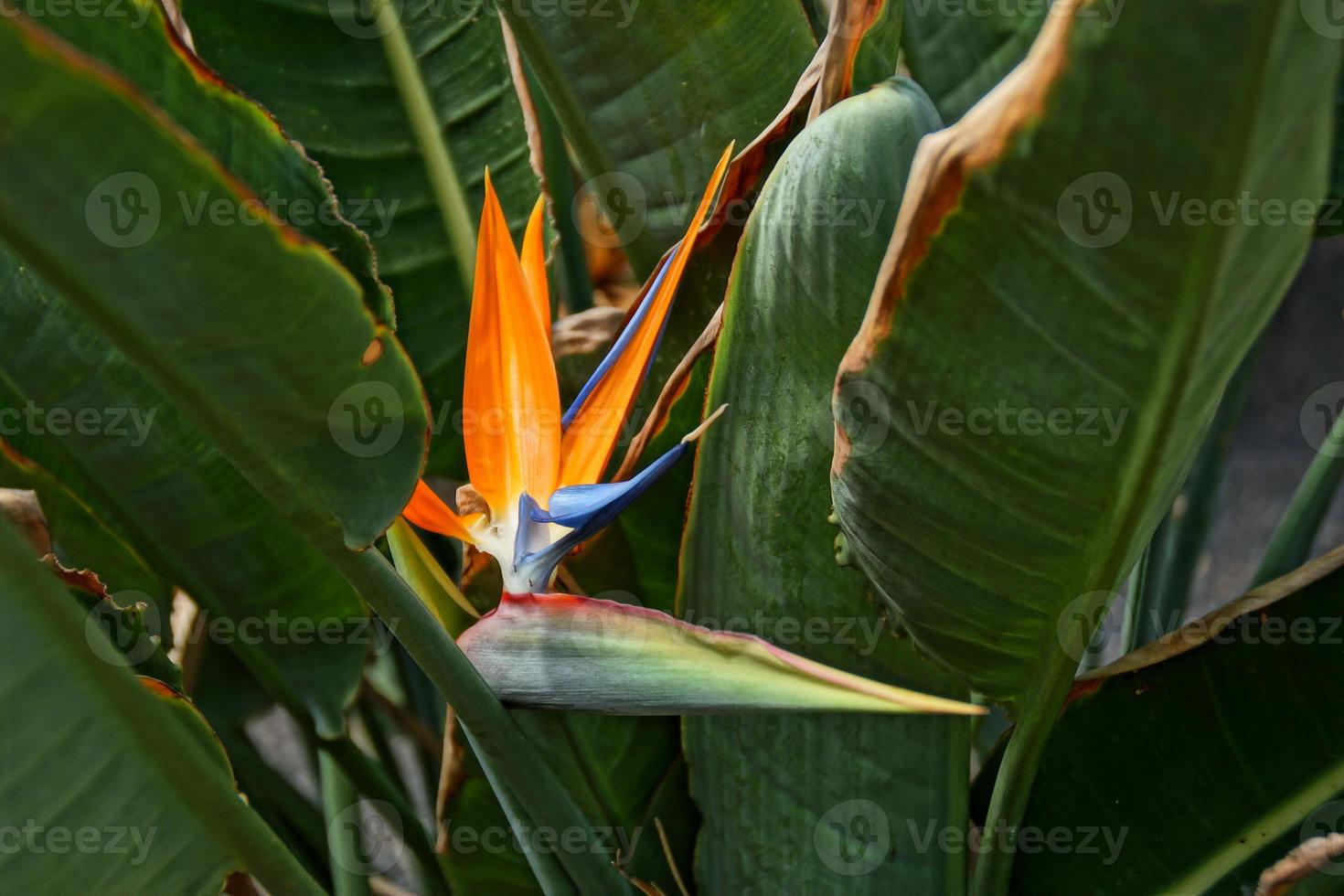 beautiful blooming Royal Strelitzia against the background of green leaves in a natural environment in the garden photo