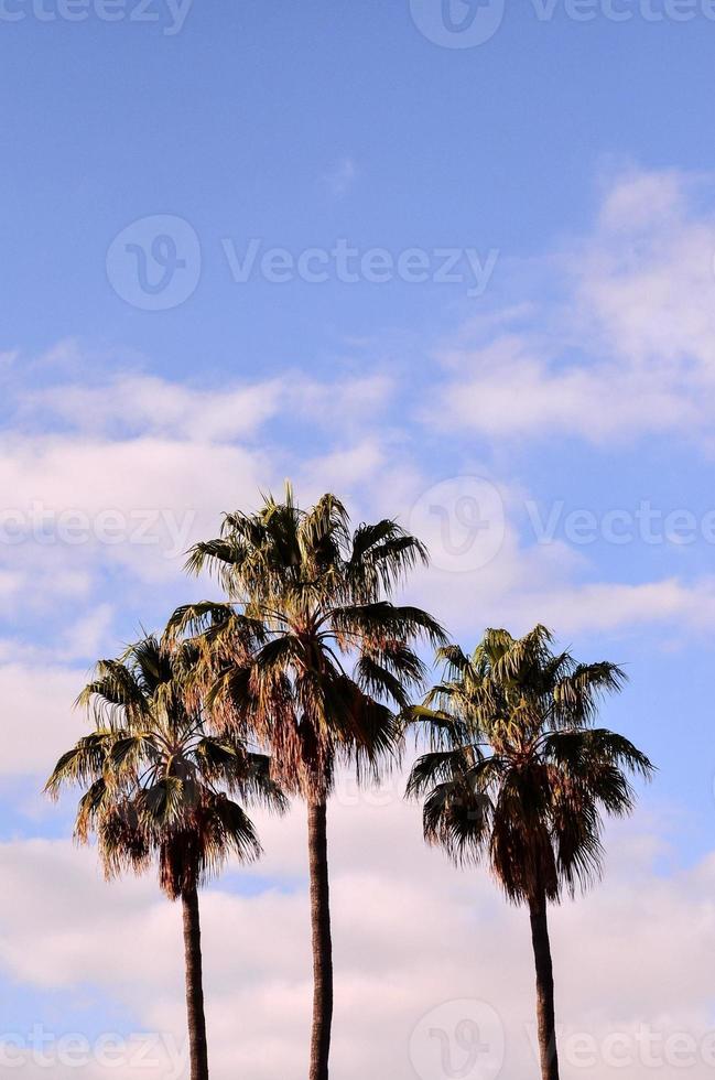 Tropical palm trees photo