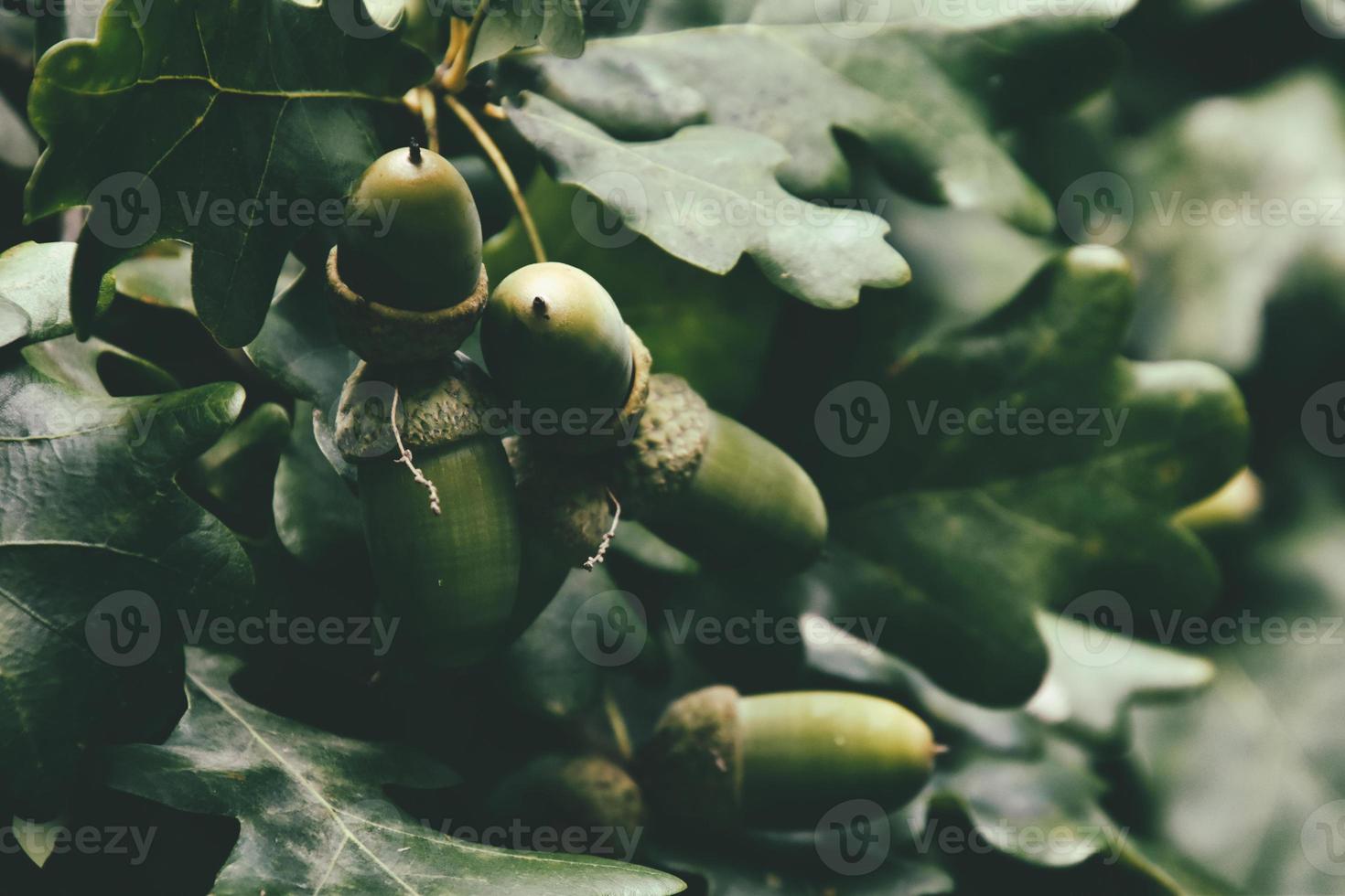 green autumn acorns on the branch of an oak among the leaves photo