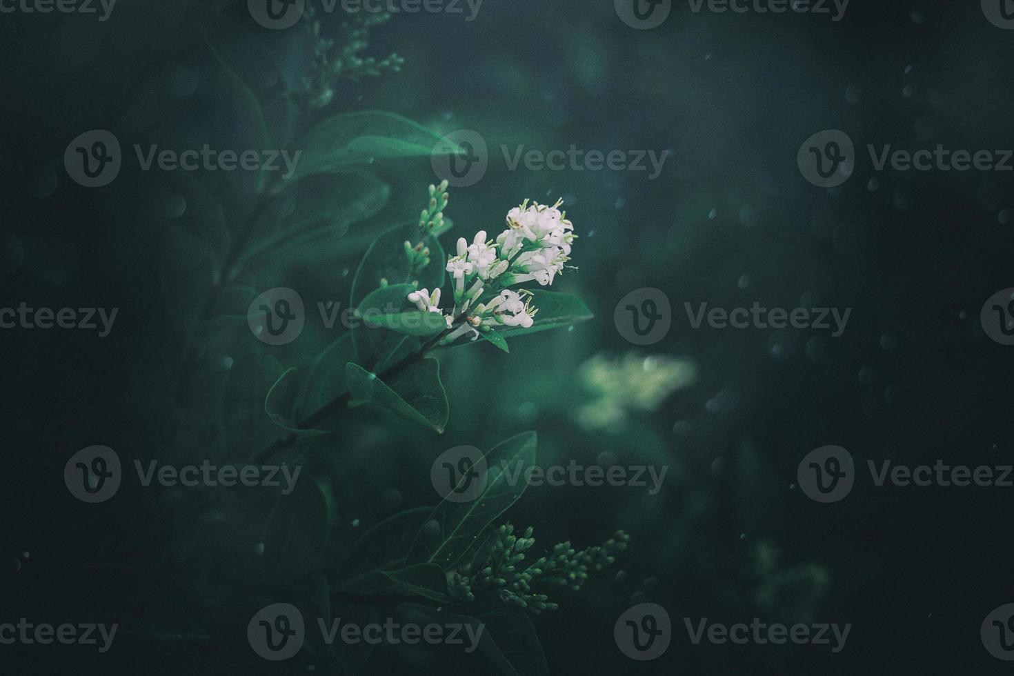 l white flower of a bush close-up against a background of green leaves in sunshine spring day in the park photo