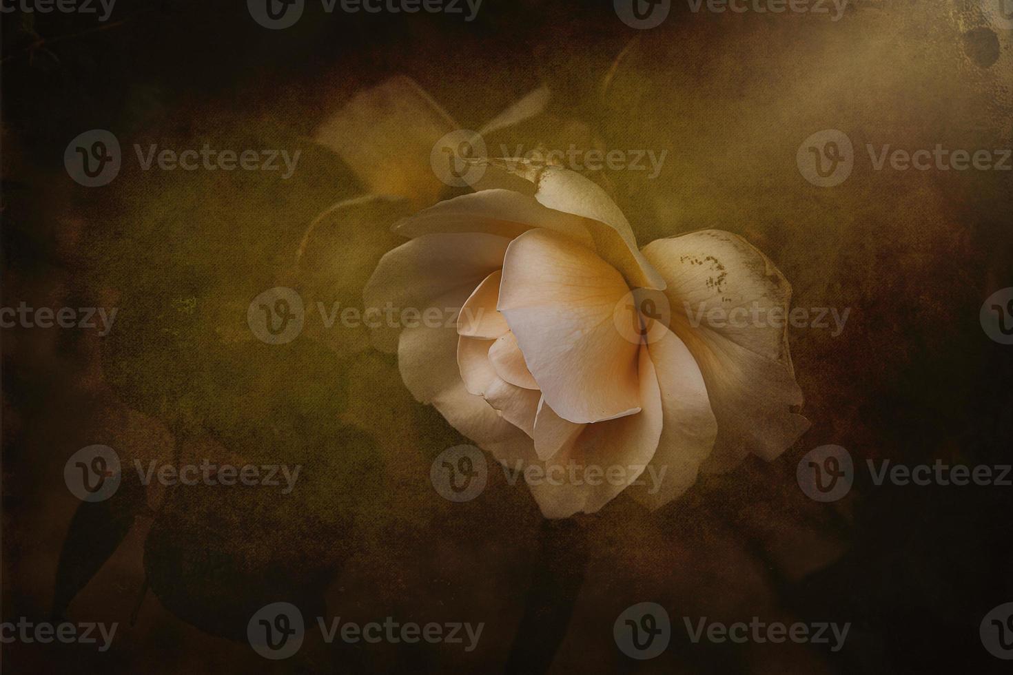 delicate spring flower rose close-up in a sunny garden photo