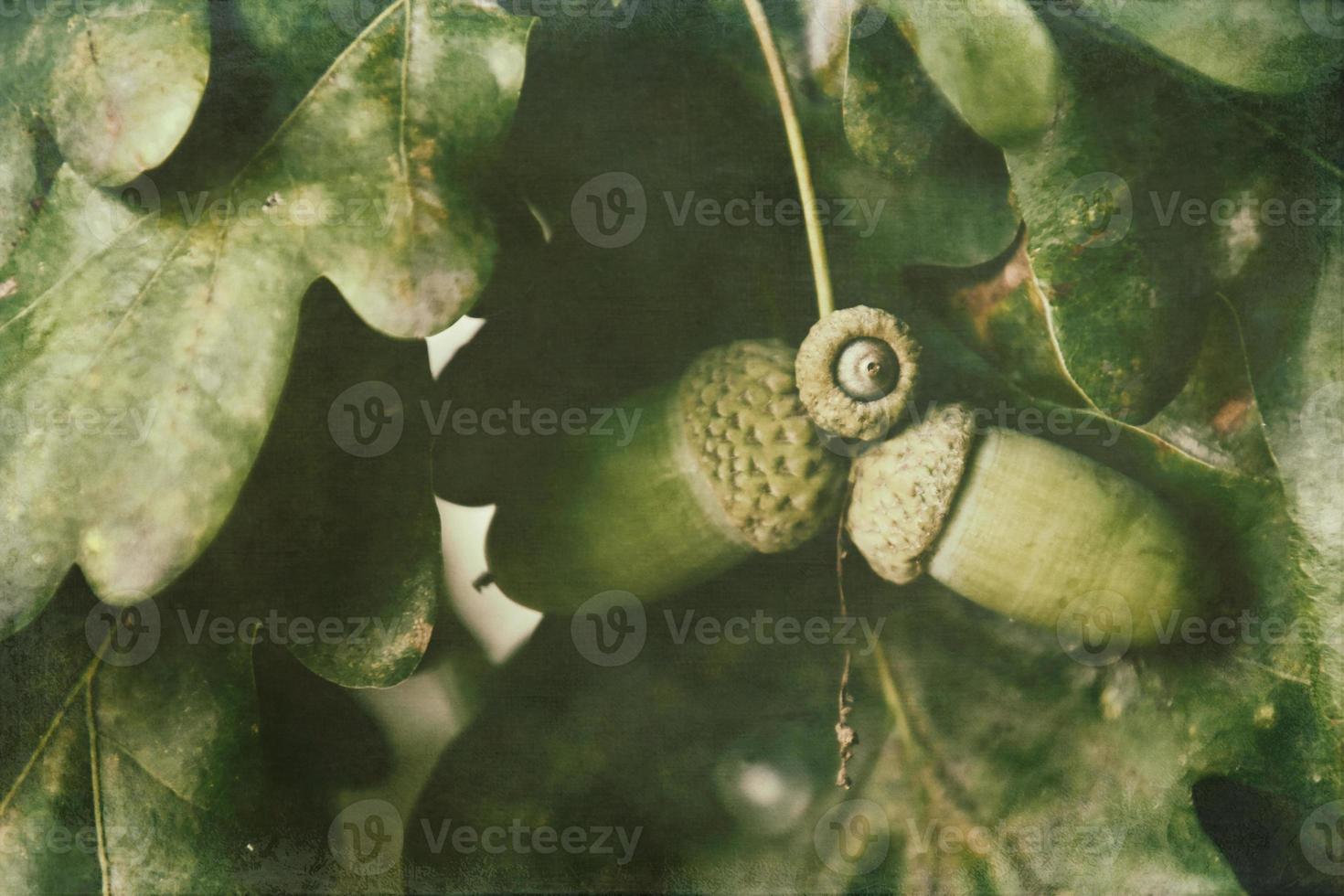 green autumn acorns on the branch of an oak among the leaves photo