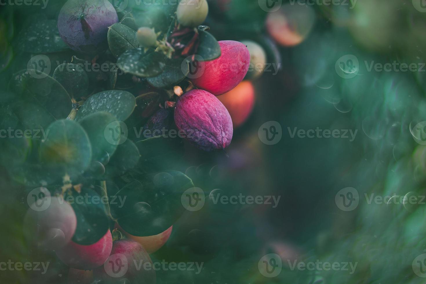 red fruit on the vine on a green background in the park photo