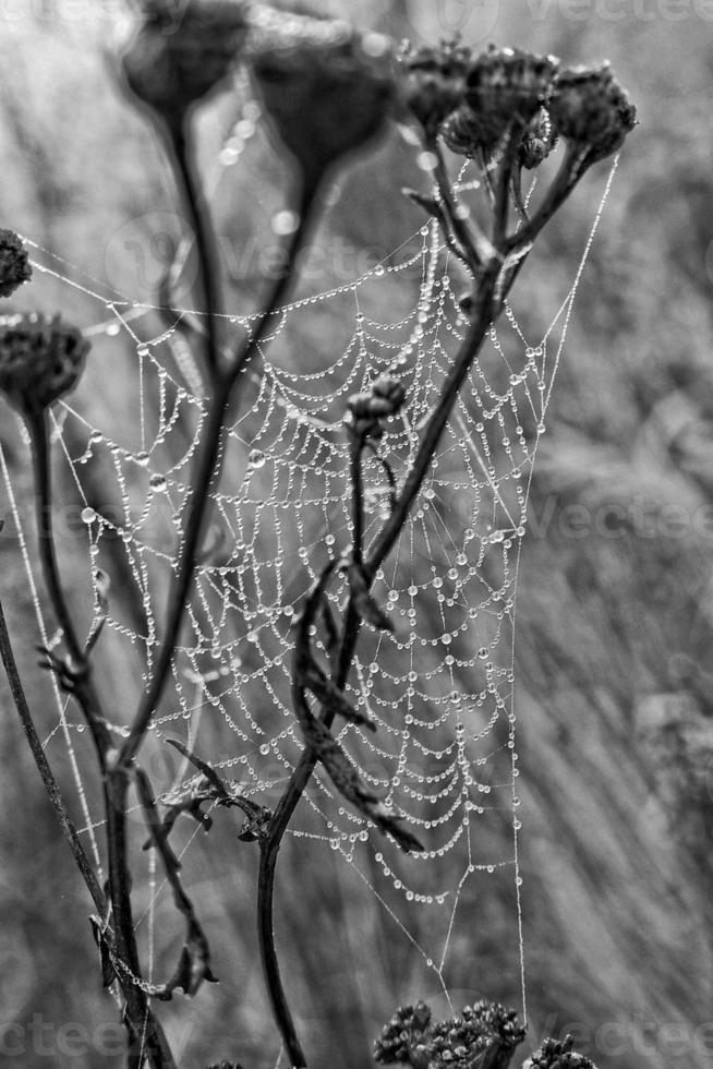 autumn spider web in the fog on a plant with droplets of water photo