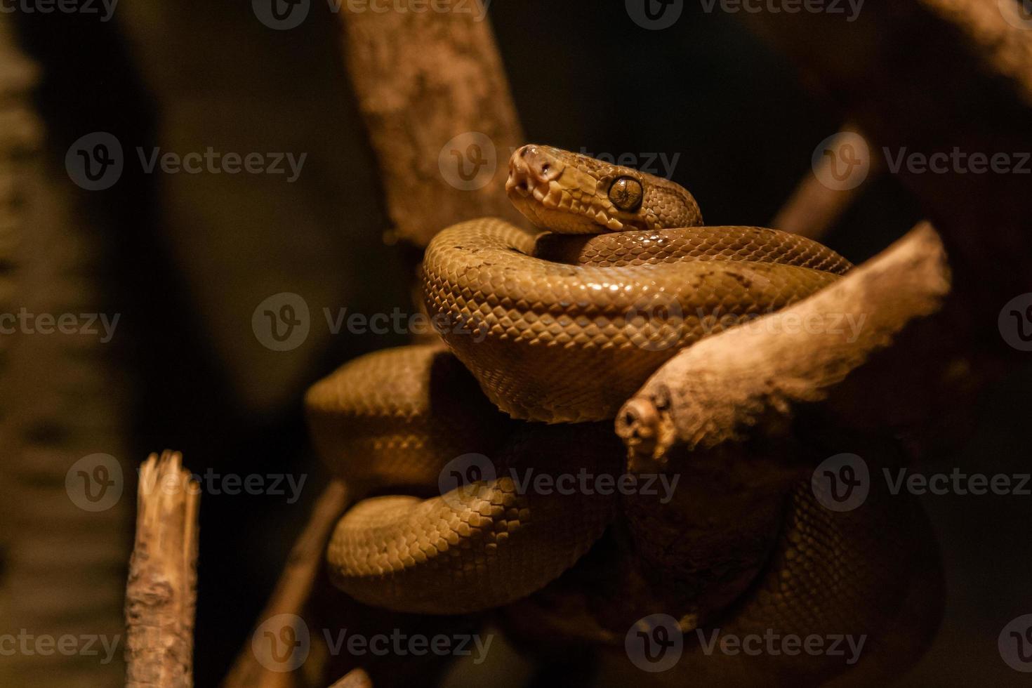 The snake twisted in a ball sits on a branch close up photo