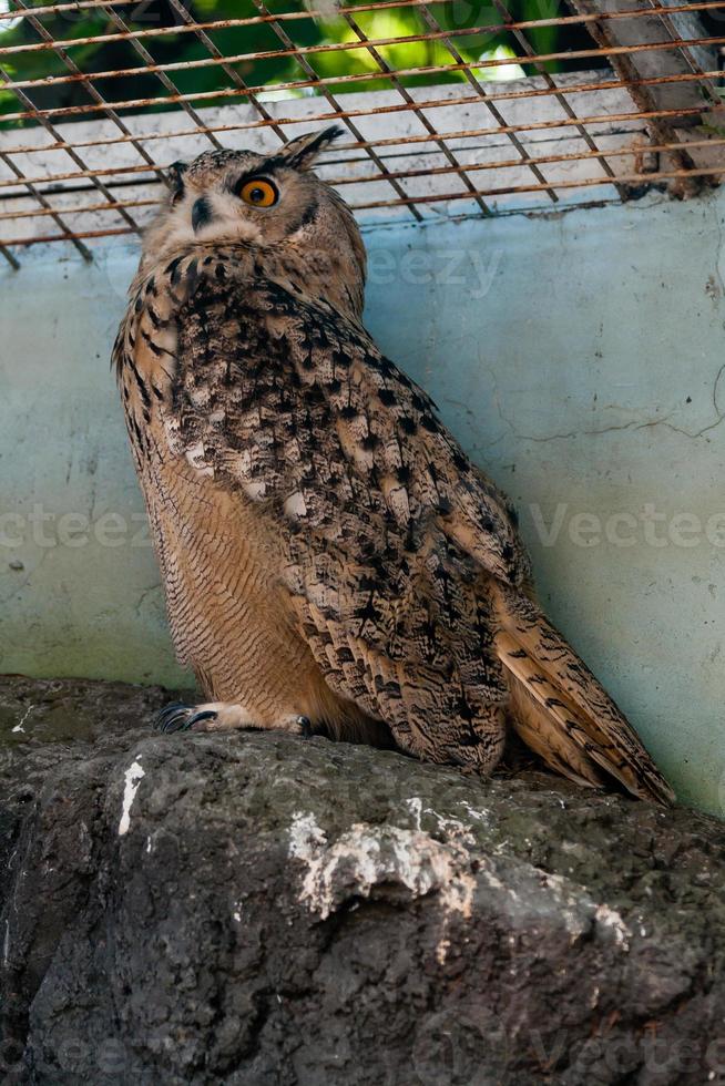 Beautiful owl close up photo