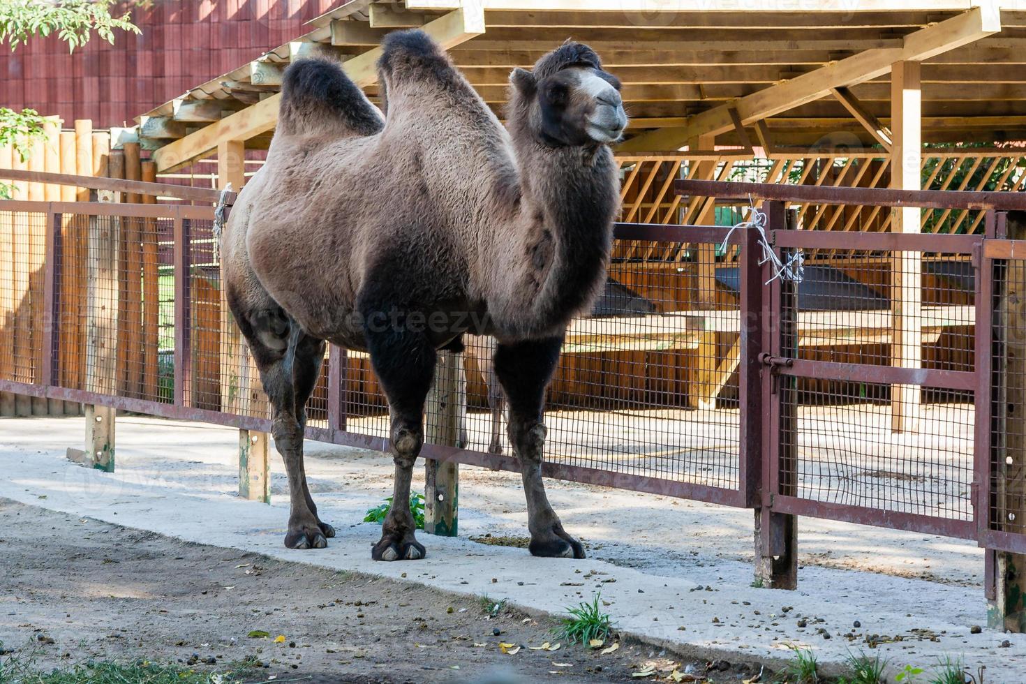 Two-humped camel close-up photo