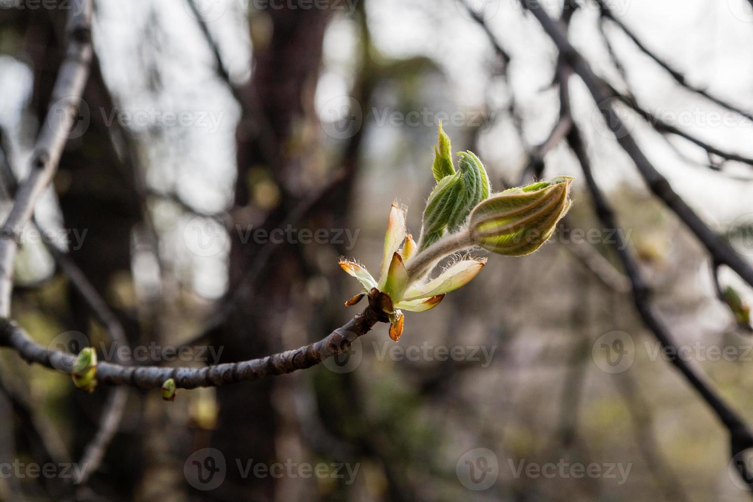 Macro of spring leaf of chestnut photo