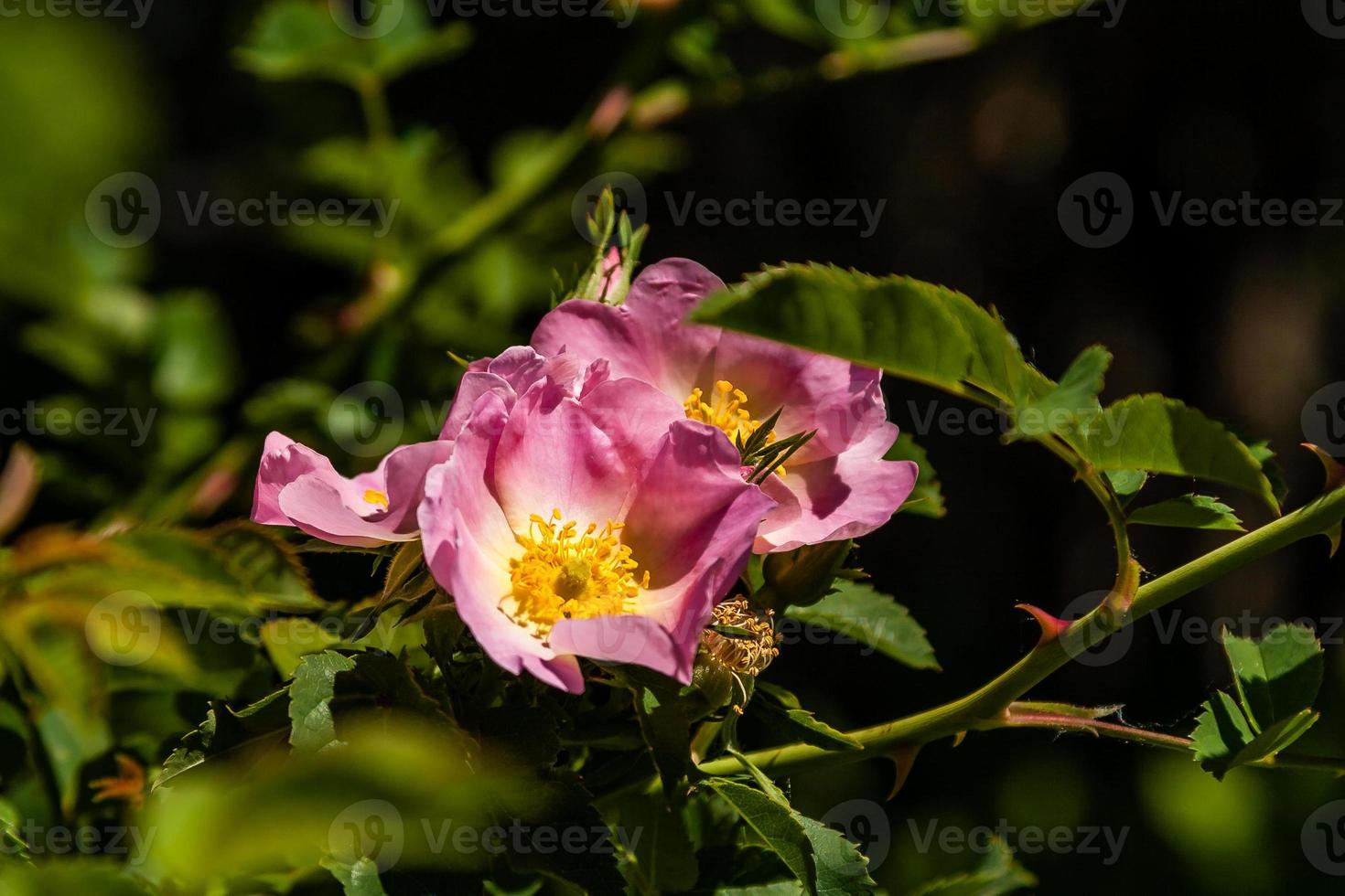 Beautiful rose branches pink photo