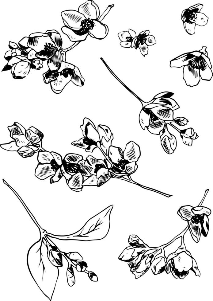 Set of lineart style jasmine flowers and leaves isolated black on white background vector