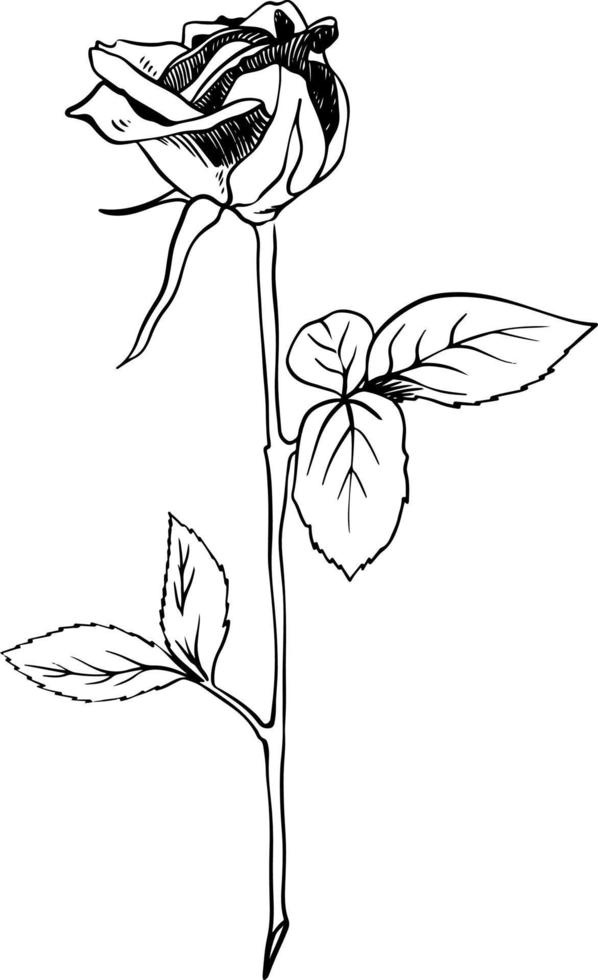 Single rose bud sketch style doodle black lineart on white background with bud and leaves vector