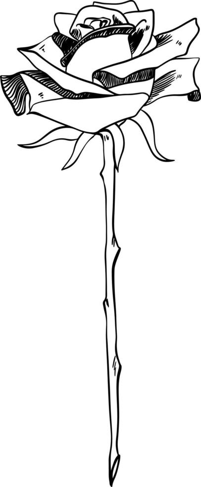 Single rose on stem with thorns sketch style doodle black lineart on white background vector