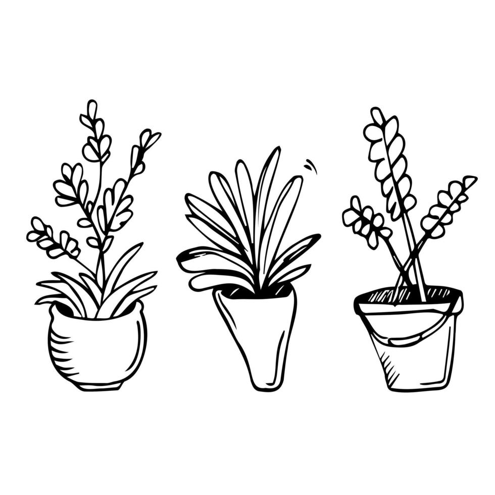 Graphic house plant drawings black and white vector set. Line art home