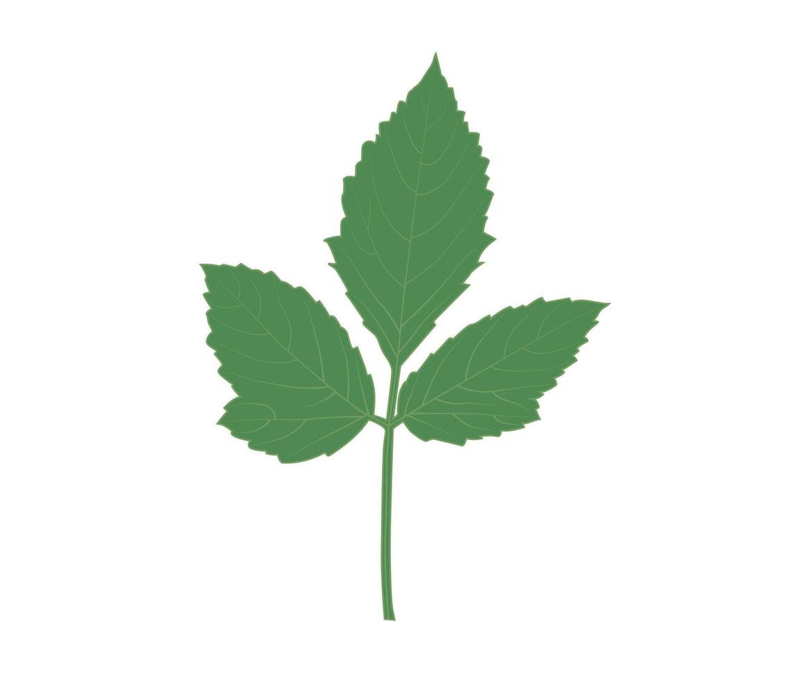 A green basil leaf on a white background Illustrator Artwork vector