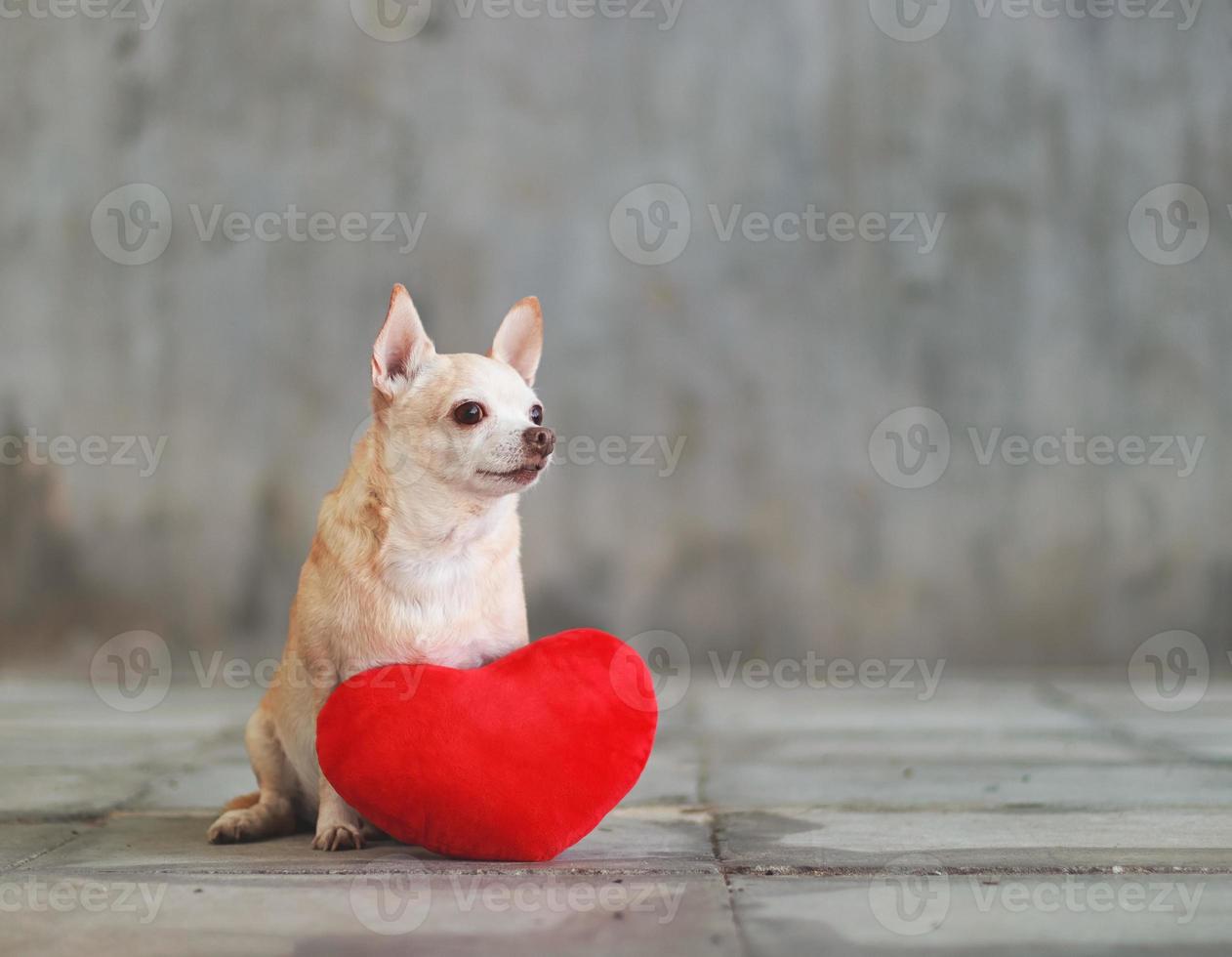 brown short hair Chihuahua dogs sitting  with red heart shape pillow on blurred tile floor and  cement wall Valentine's day concept. photo