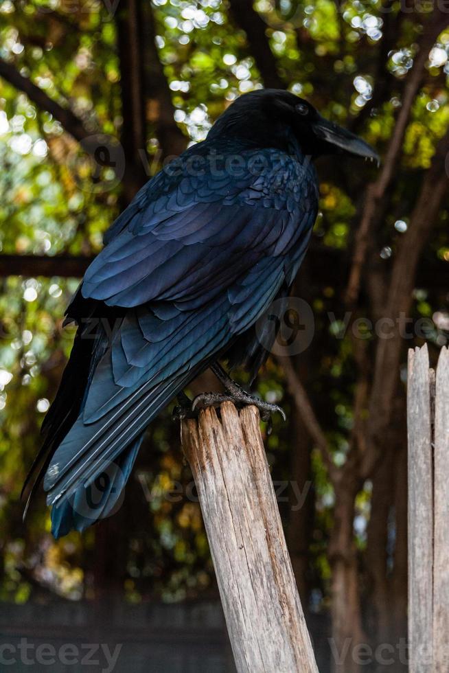 Big Black Raven sitting on a close-up branch photo