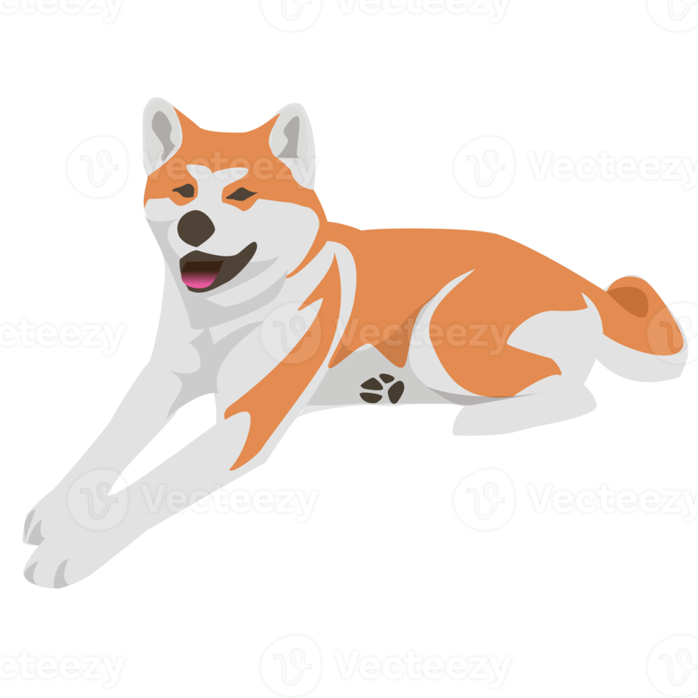 Shiba inu akita dog and puppy png