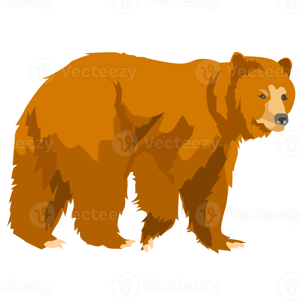 wild grizzly bear png