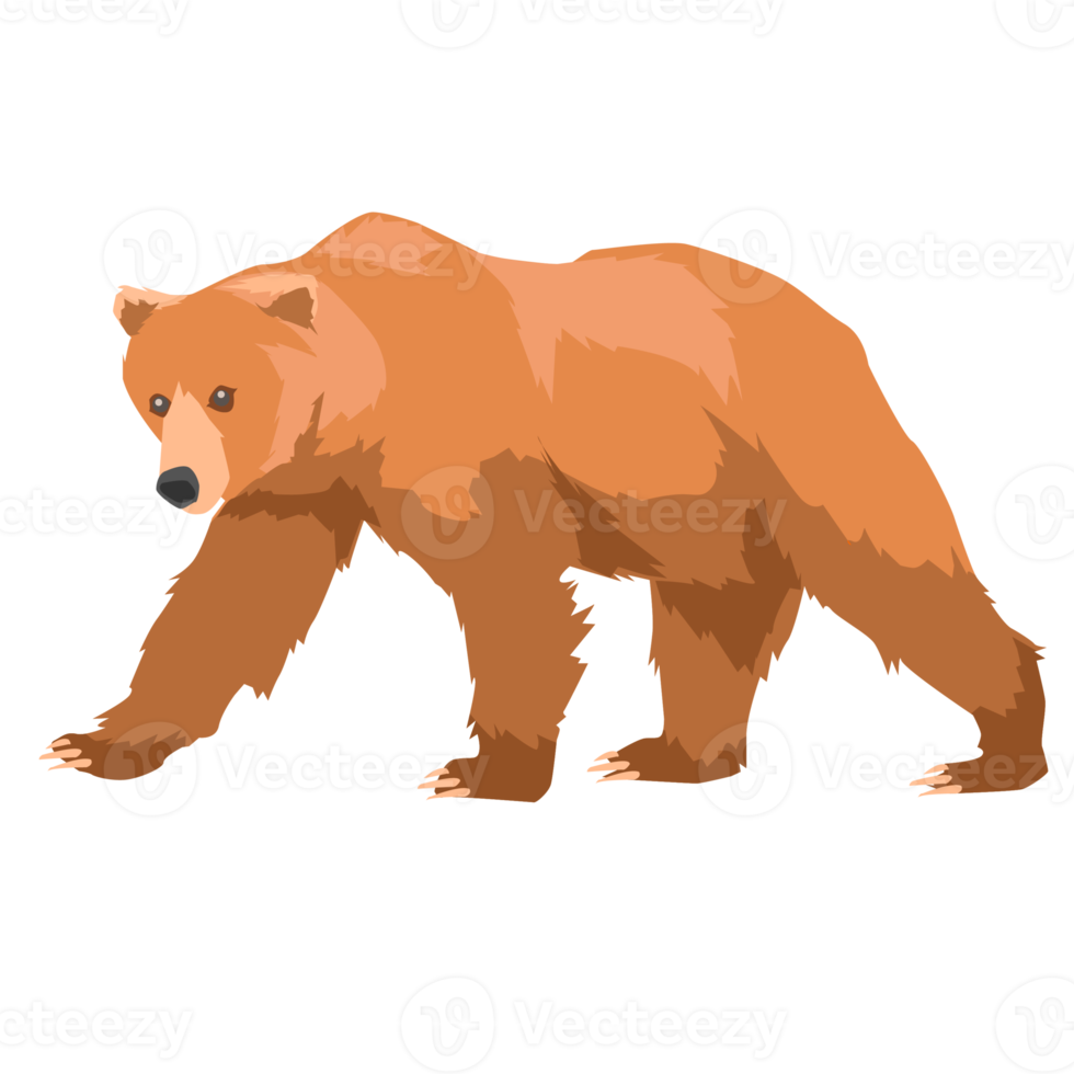 wild grizzly bear png