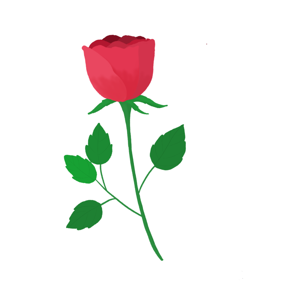 beautiful red rose png