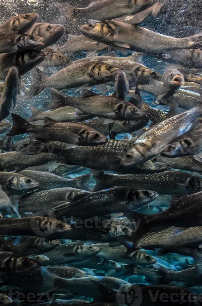 peces en el agua foto