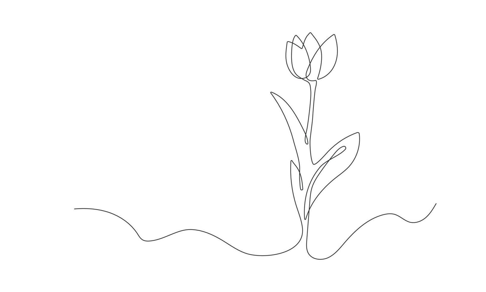 Tulip one line sketch. Hand drawn flower continuous. Spring flower with leaves. Botanical decorative drawing element. Vector illustartion