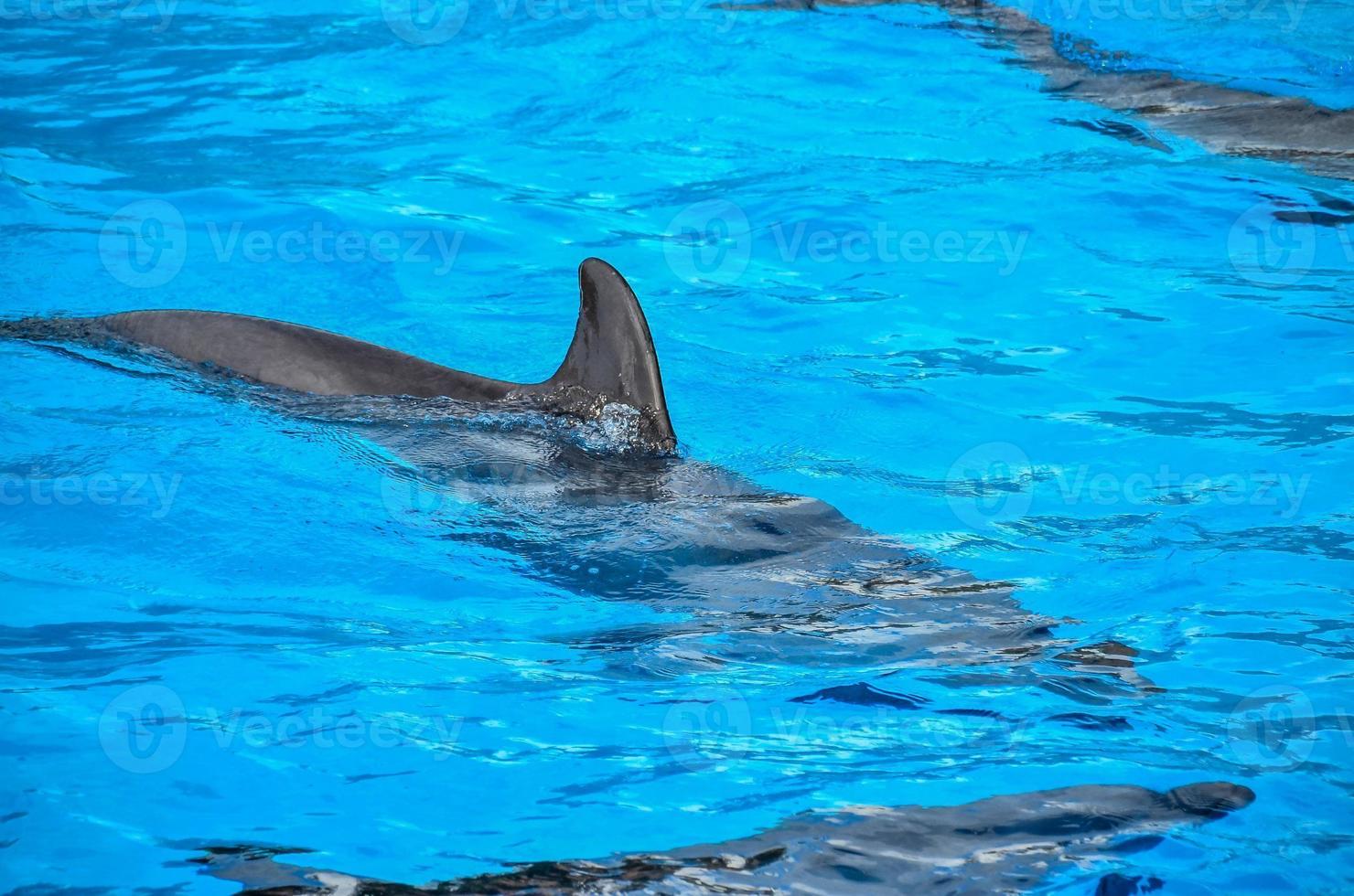 Dolphins in the zoo photo
