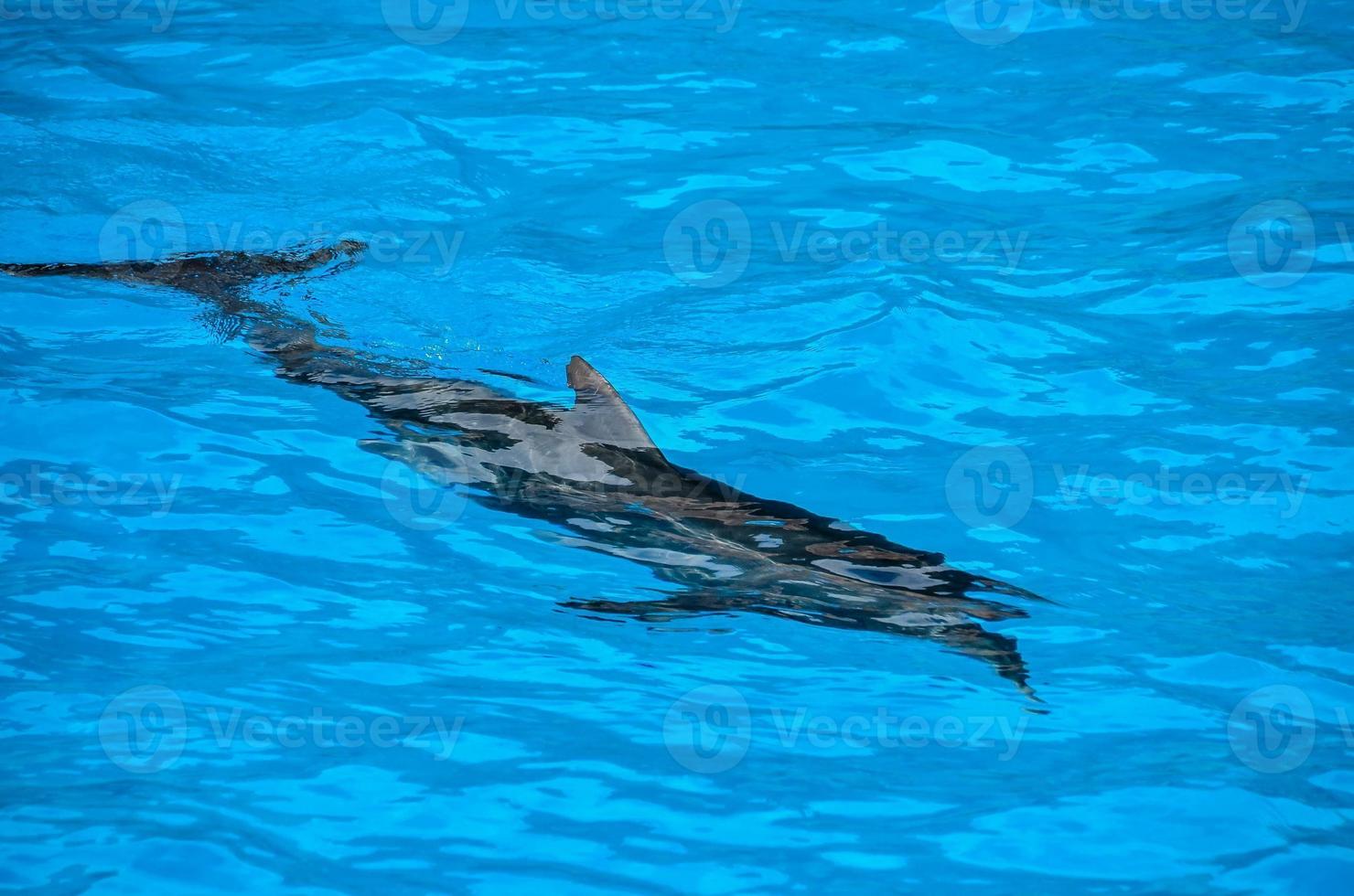 Dolphins in the zoo photo