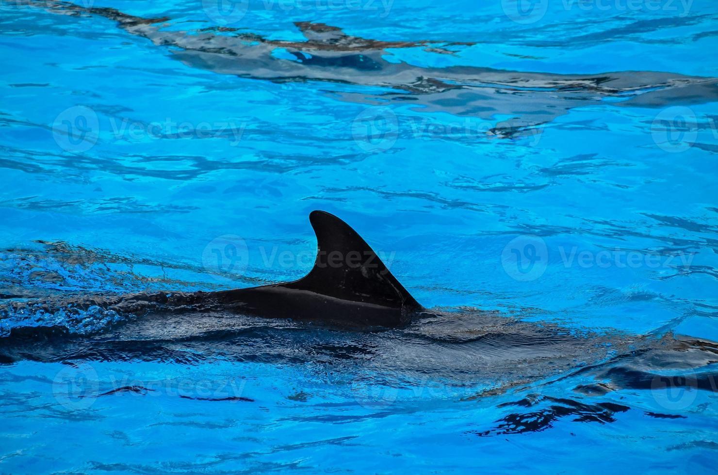 delfines en el zoologico foto