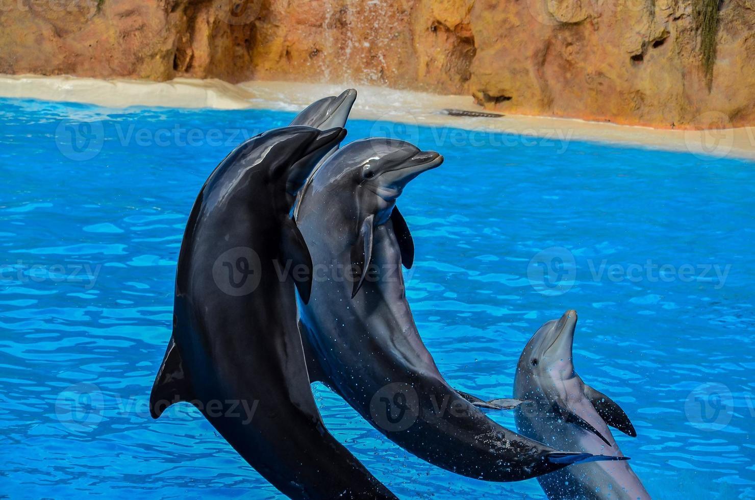 Dolphins in the zoo photo