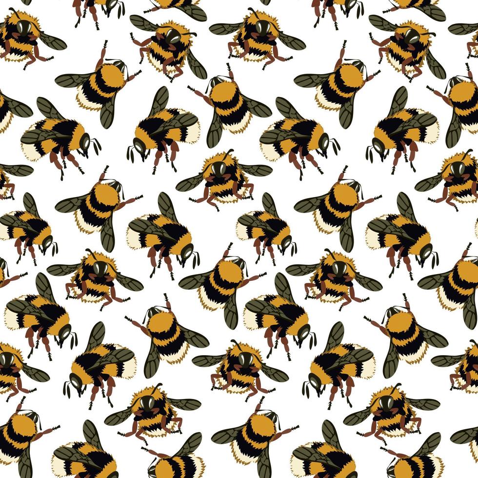 A pattern with an image from a honey bee. Fluffy bees, bumblebees in different poses fly on a white background. natural background with bees. Large and small insects. Printing on textiles and paper vector