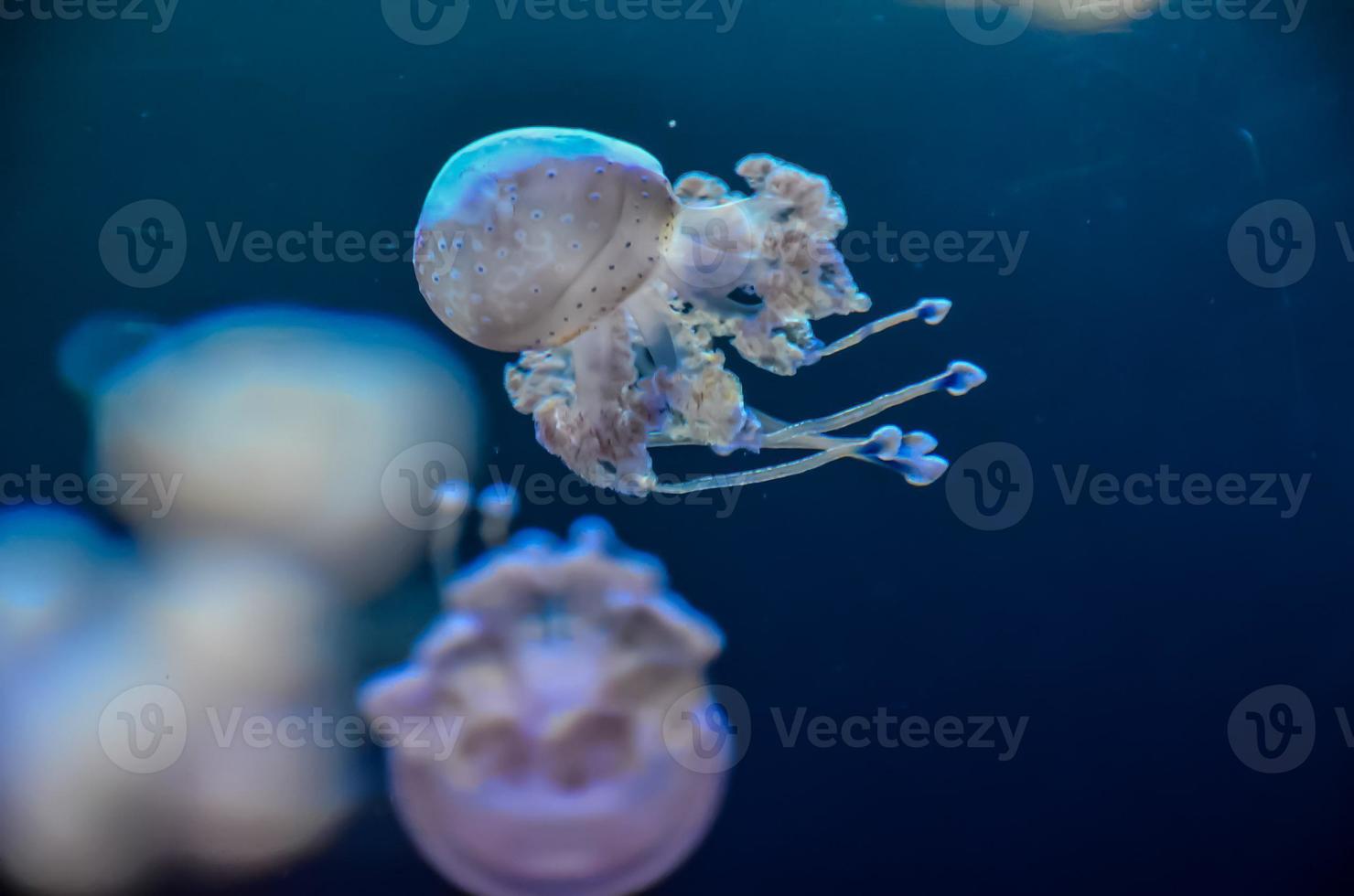 Jellyfish in the water photo