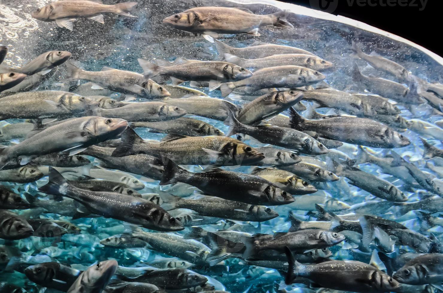 peces en el agua foto