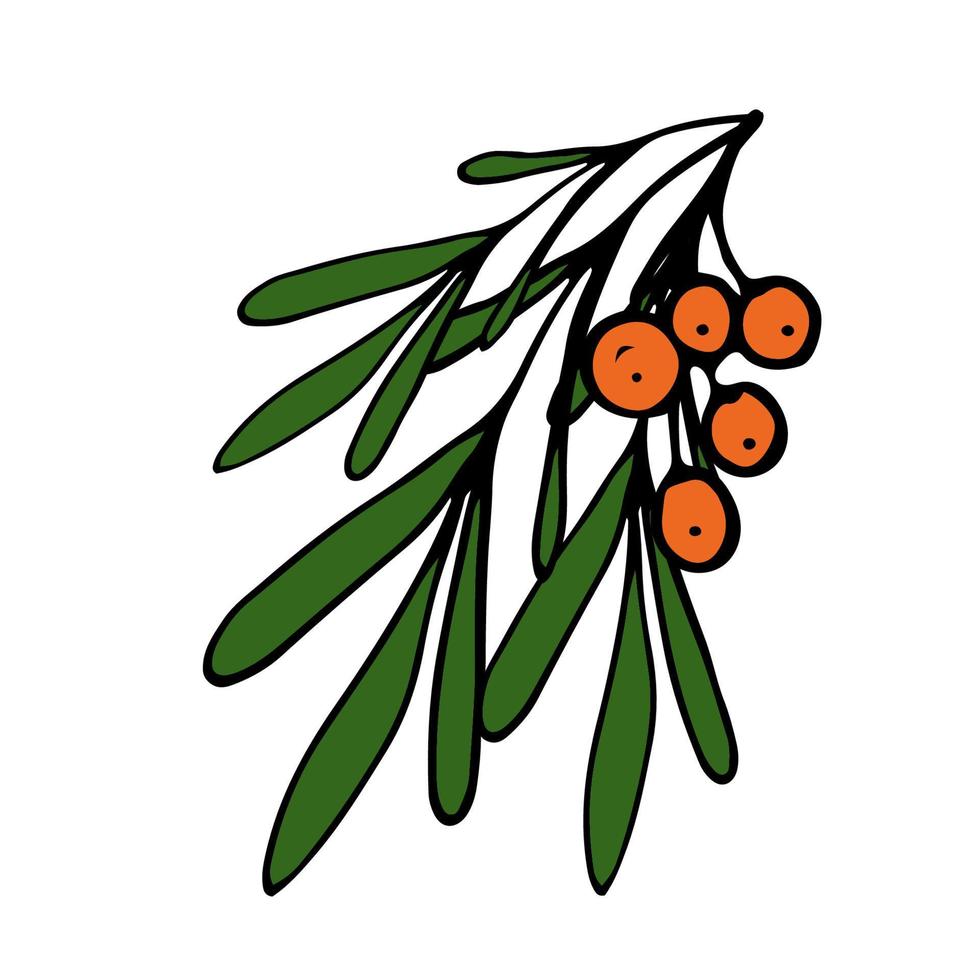 Sea buckthorn Isolated doodle vector illustration. Concept of summer, fruits, berries and healthy food.