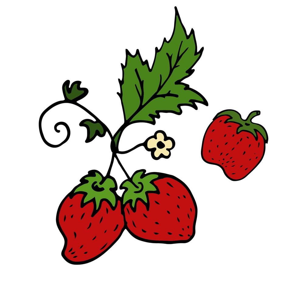 Strawberry Isolated doodle vector illustration. Concept of summer, fruits, berries and healthy food.