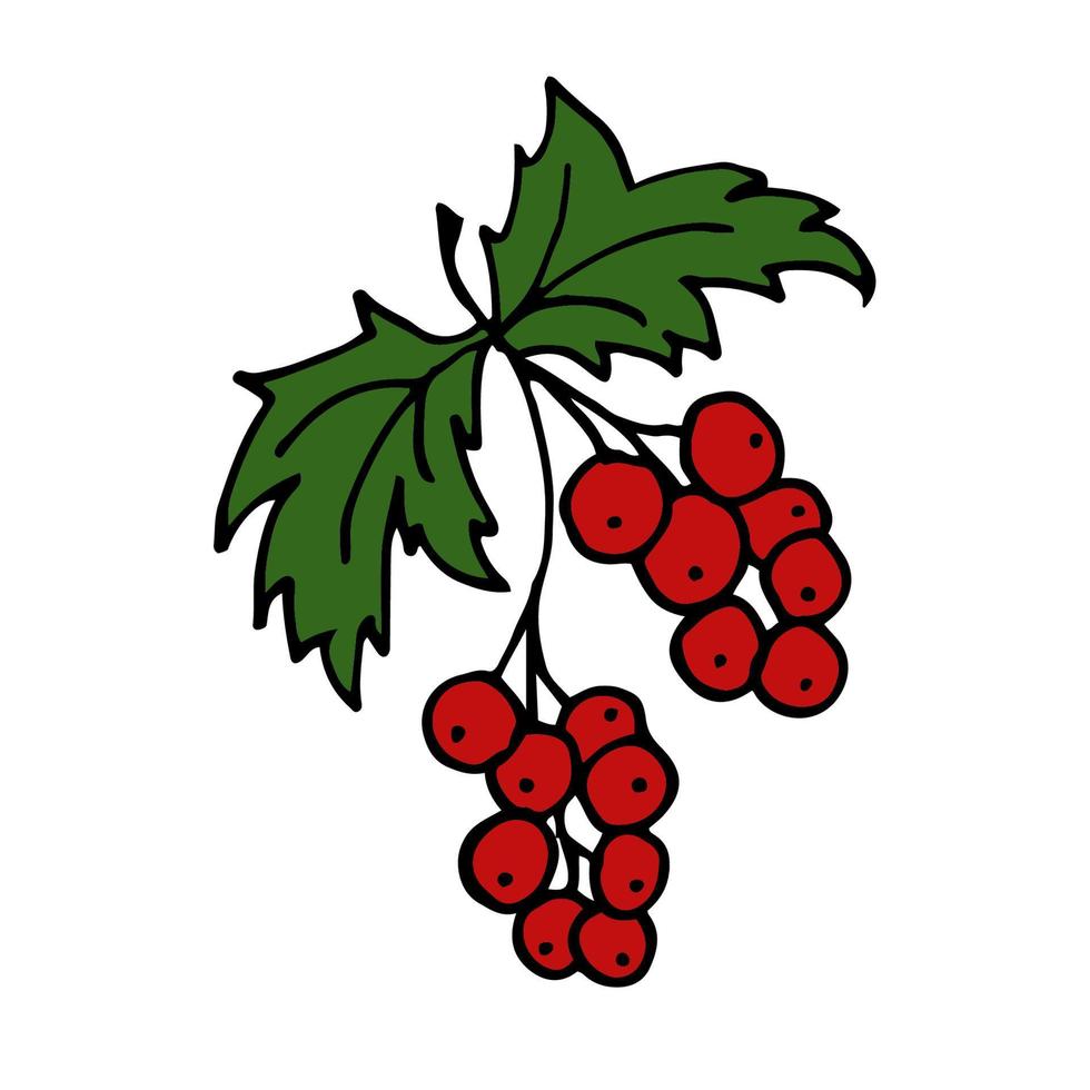 Red Ribes Isolated doodle vector illustration. Concept of summer, fruits, berries and healthy food.