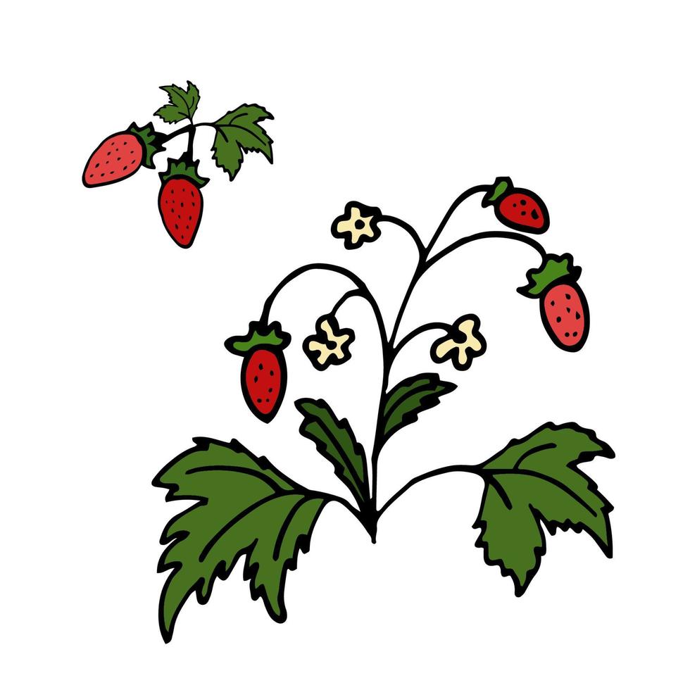 Wild Strawberry Isolated doodle vector illustration. Concept of summer, fruits, berries and healthy.