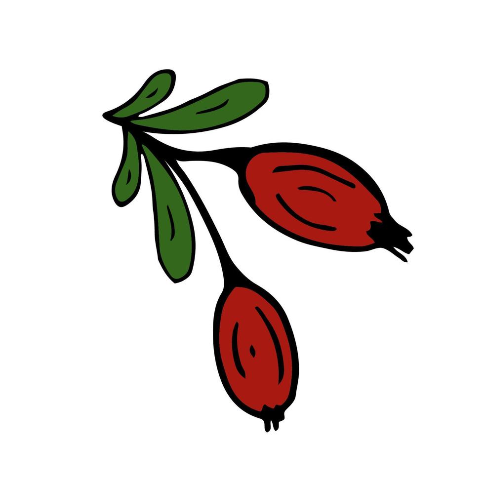 Rose hip Isolated doodle vector illustration. Concept of summer, fruits, berries and healthy food.