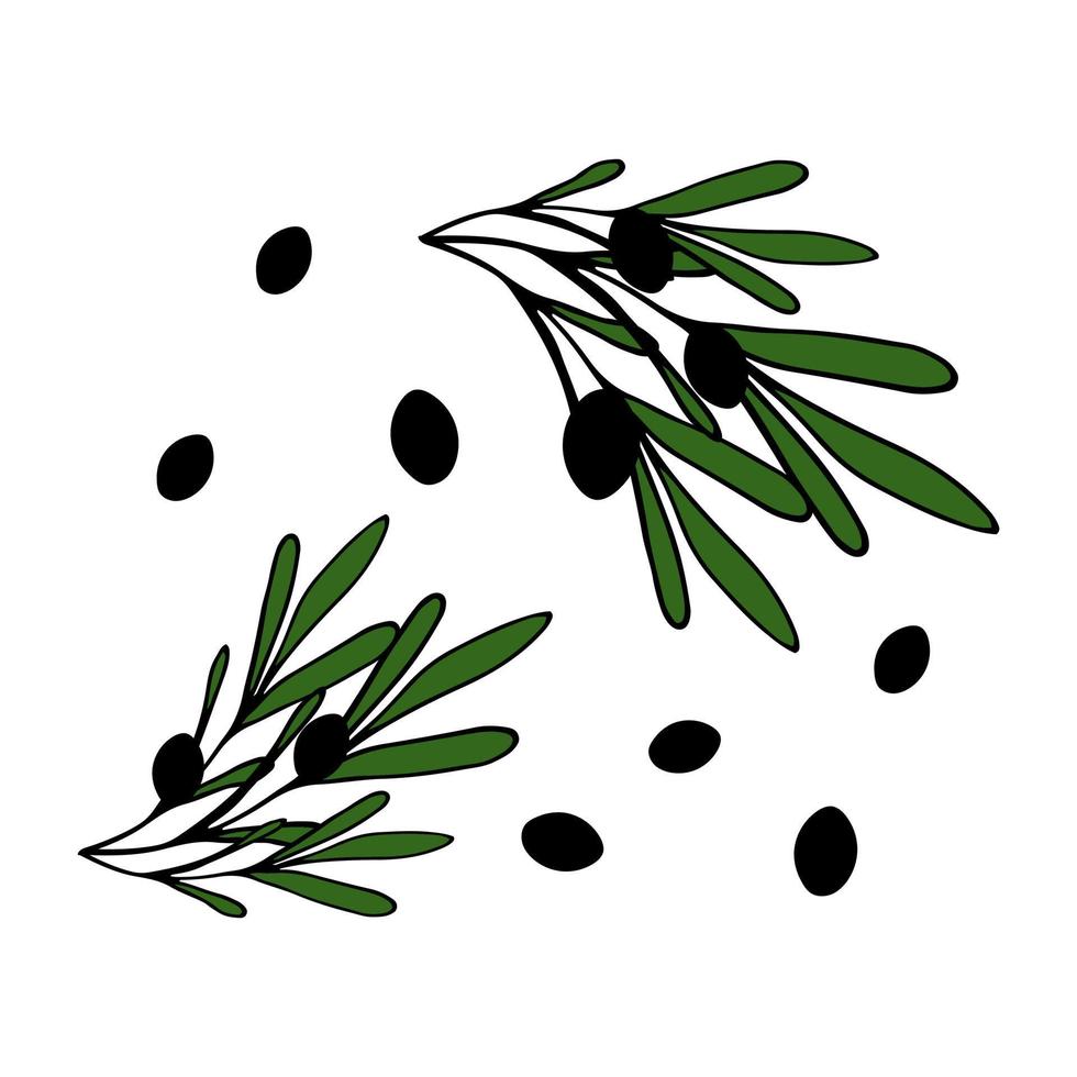 Olive branch black Isolated doodle vector illustration. Concept of healthy food and oil.