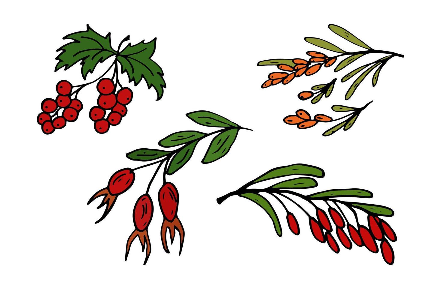Red Ribes, Sea buckthorn, Barberry, Rose hip Isolated doodle vector. Concept medicine, health life. vector