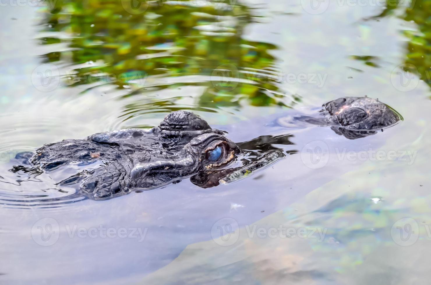Crocodile in the water photo