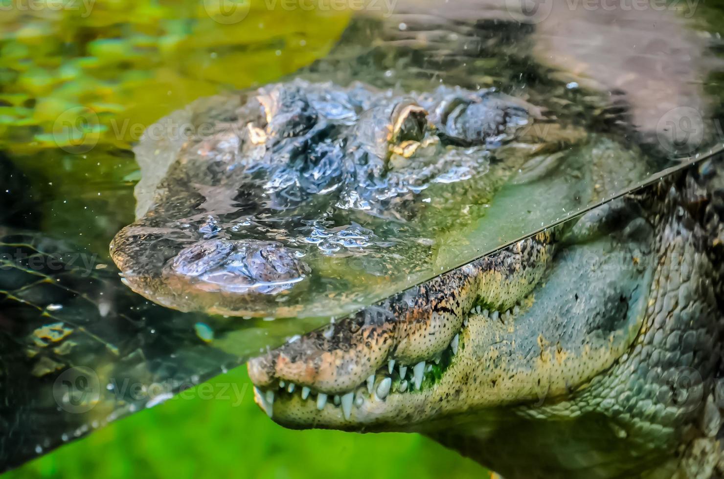 Crocodile in the water photo